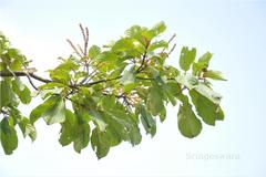 Hymenodictyon obovatum